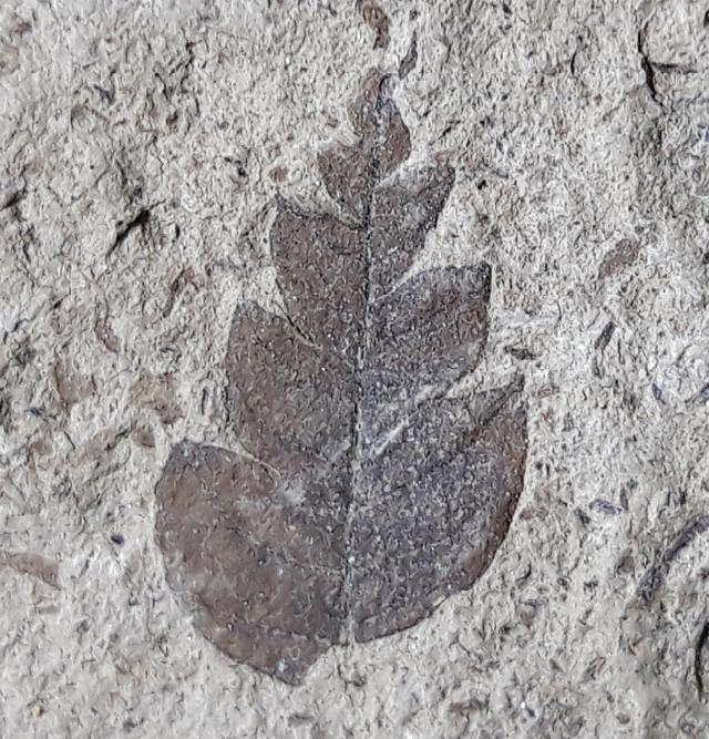 Comptonia acutiloba BRONGNIART 1828 - Bild © FossNet FossilienStore